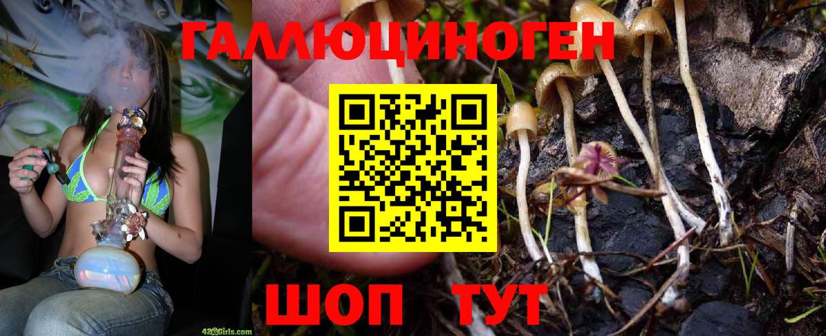 Галлюциногенные грибы Psilocybine cubensis Курчалой